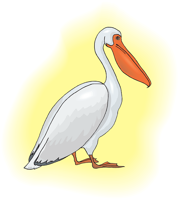 Free pelican seabird pelecanus erythrorhynchos vector