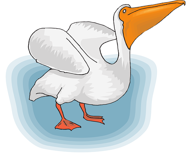 Download free HD stock image of Pelican Seabird Free pelican seabird pelecanus erythrorhynchos vector