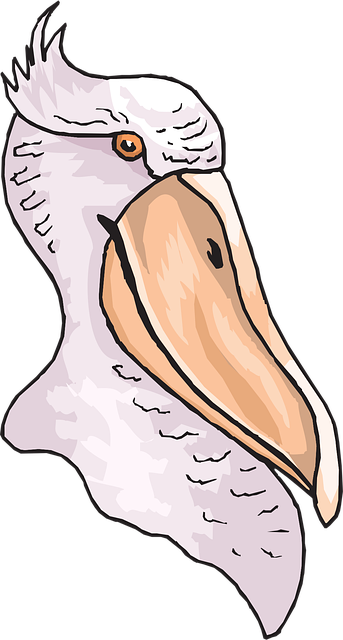 Free head bird pelican vector