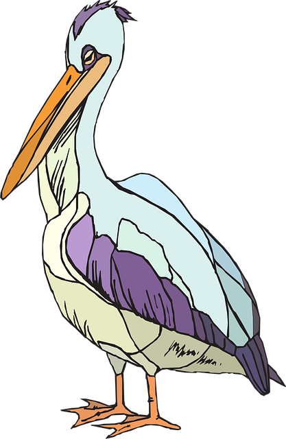 Free pelican seabird pelecanus erythrorhynchos vector