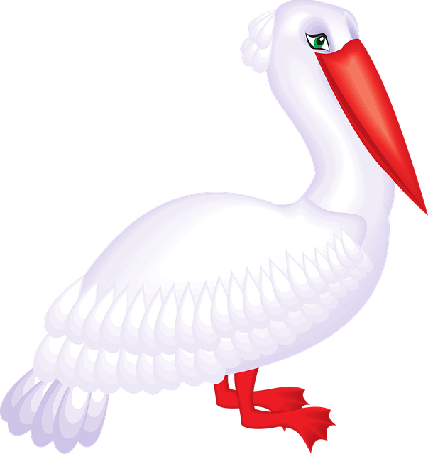 Free pelican seabird pelecanus erythrorhynchos vector