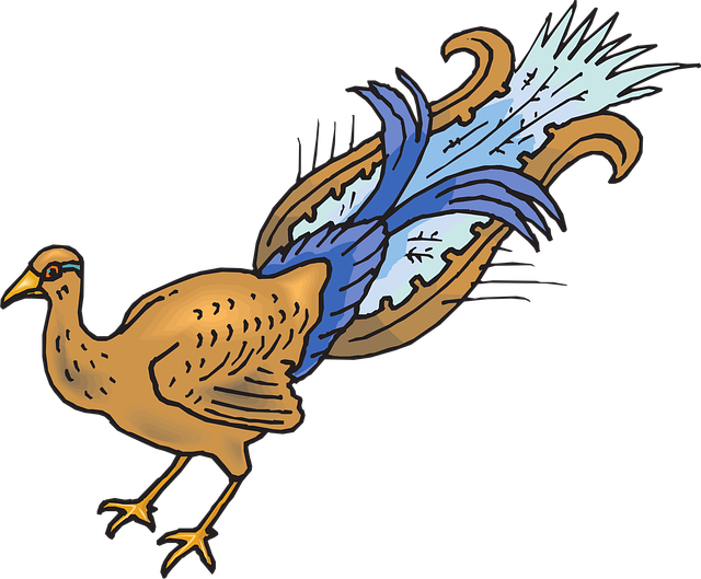 Free bird wings peacock illustration