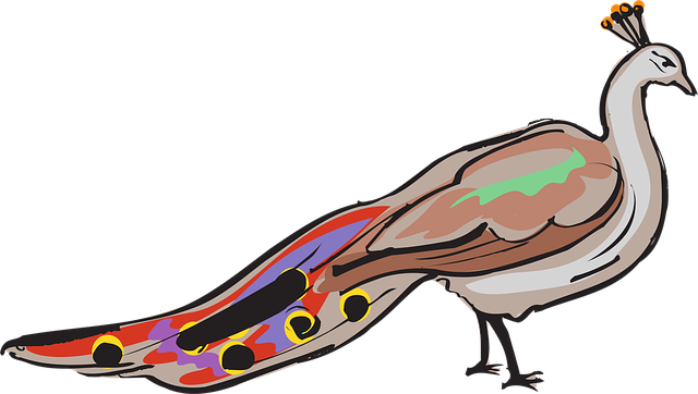 Păun, Natura, Peafowl, Pasăre, Penaj