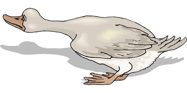 Free bird nature duck vector