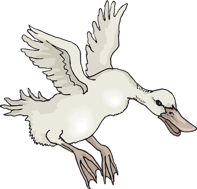 Free white bird duck illustration