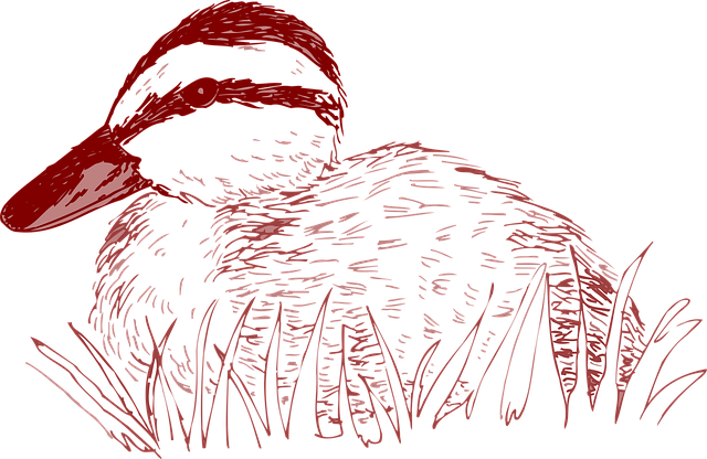 Free bird duck nature vector