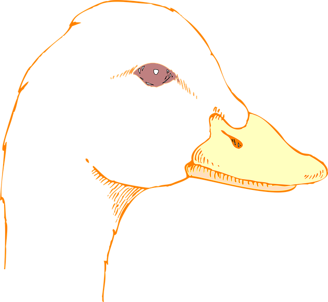 Free head eyes nature vector