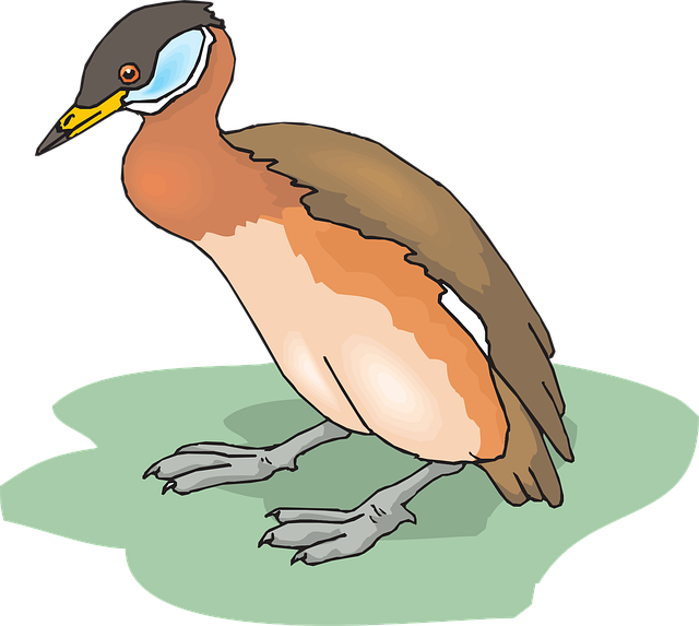 Download free HD stock image of Bird Nature Free bird nature duck vector