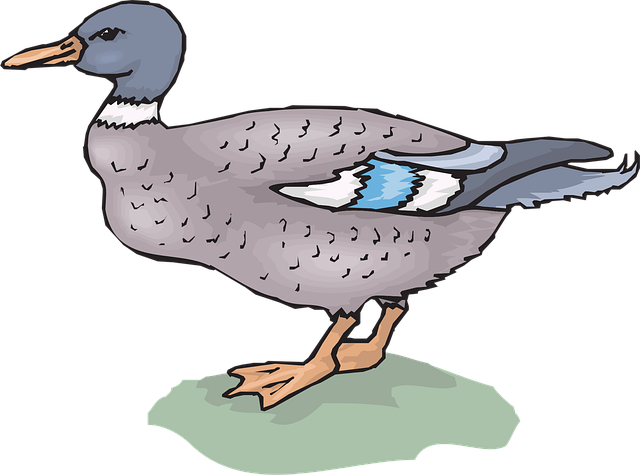 Free bird duck grass vector