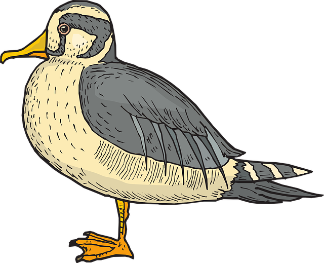 Free duck bird nature vector