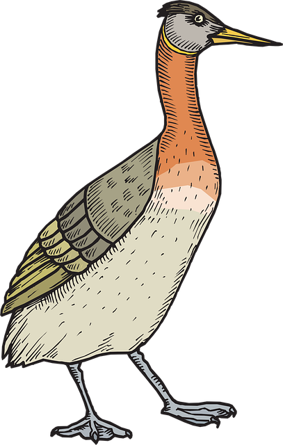 Free bird duck wings vector