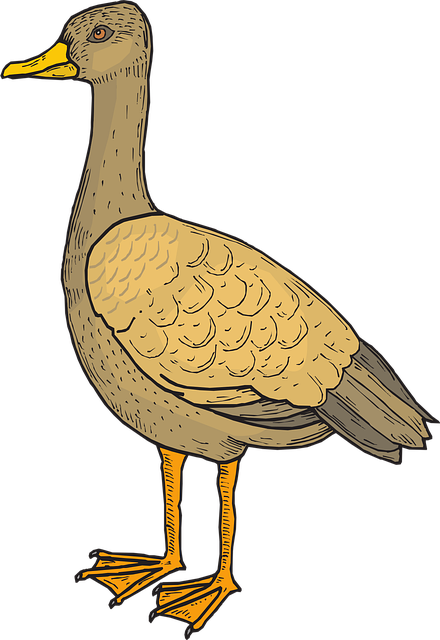 Free bird duck wings vector