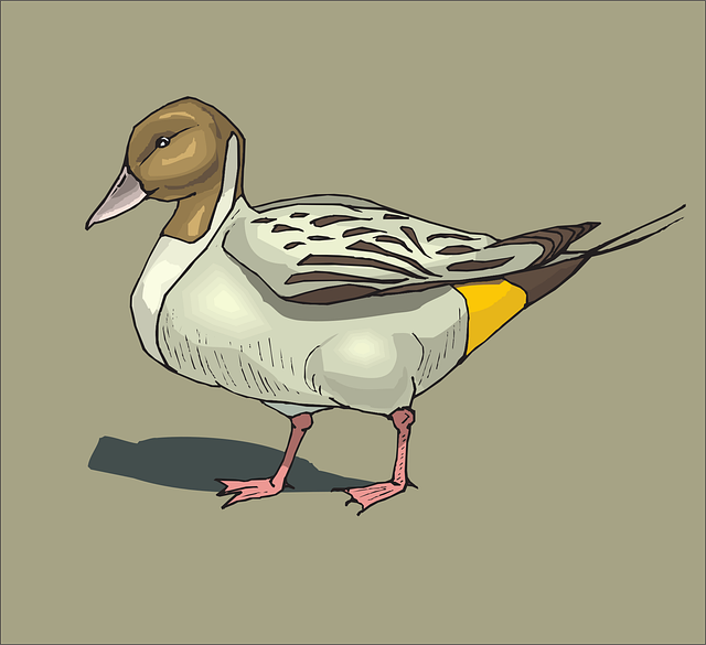 Free duck nature pintailbird vector