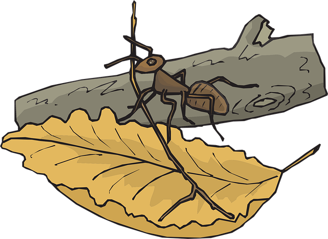 Free leaf branch ant illustration