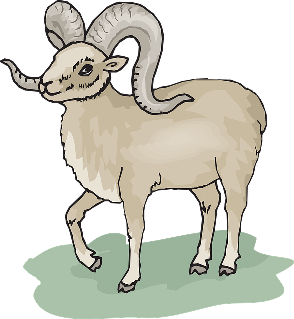 Download free HD stock image of Gray Sheep Free gray sheep standing vector