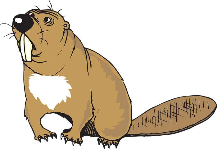 400+ of the Best Beaver Pictures for Free [HD] - Pixabay