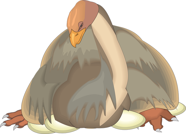 Free bird eggs sitting illustration