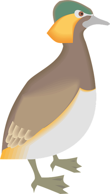 Free bird duck wings illustration
