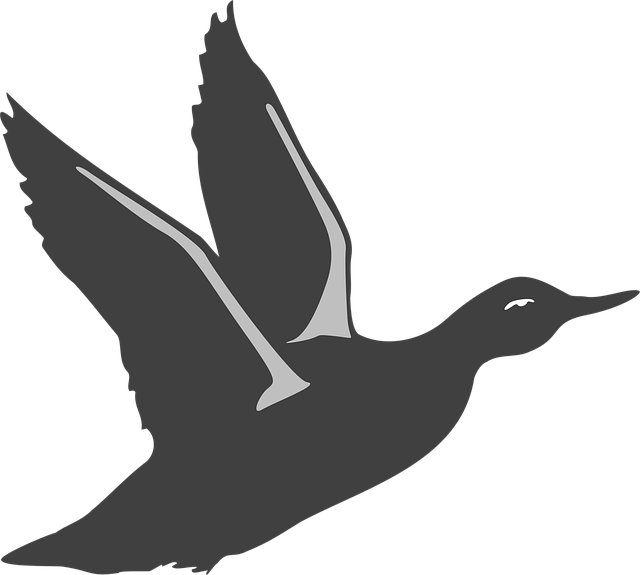 Free duck bird flying illustration