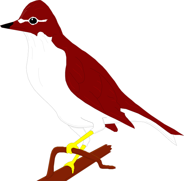 Free bird thrush perched illustration