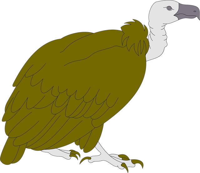 Free vulture bird wildlife illustration