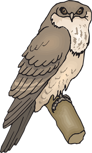 Free owl bird branch vector