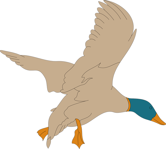 Free bird wings landing vector