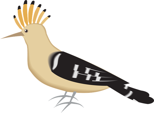 Free bird hoopoe wings vector