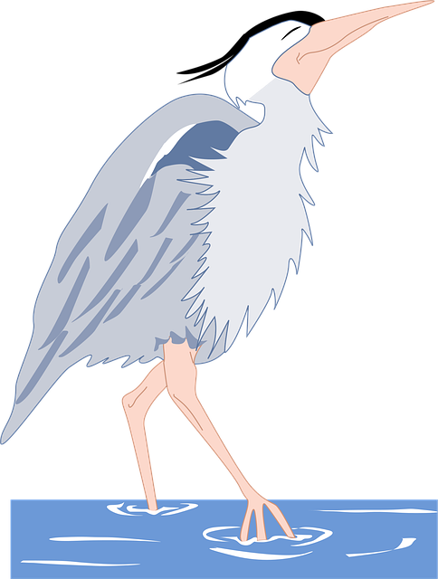 Download free HD stock image of Water Bird Free water bird wings vector