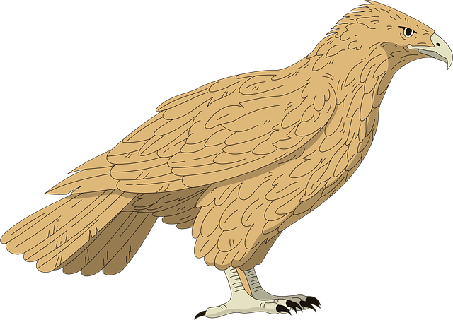 Free falcon bird brown vector
