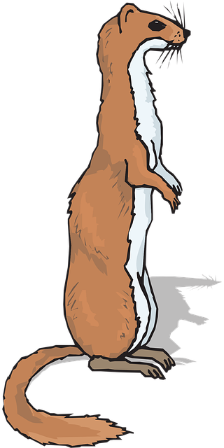 Free ferret animal mammal vector