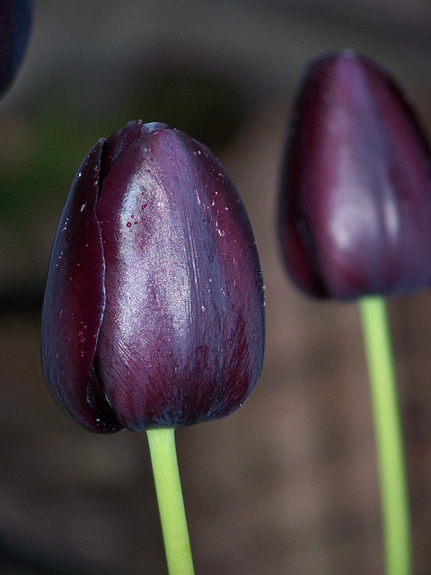 Schwarz, Tulpe, Blume, Zwei, Natur