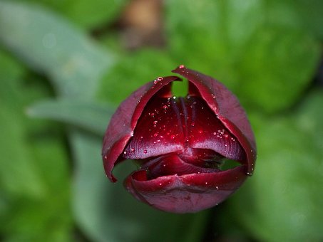 Blüte, Blume, Grün, Schwarz, Tulpe, Rot