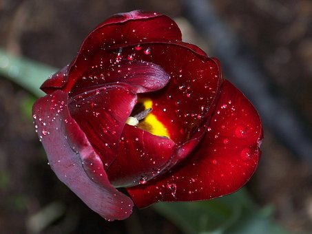 Blüte, Blume, Grün, Schwarz, Tulpe, Rot