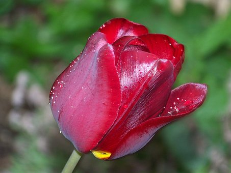 Blüte, Blume, Grün, Schwarz, Tulpe, Rot