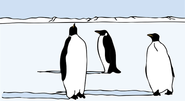 Free penguins animals birds vector