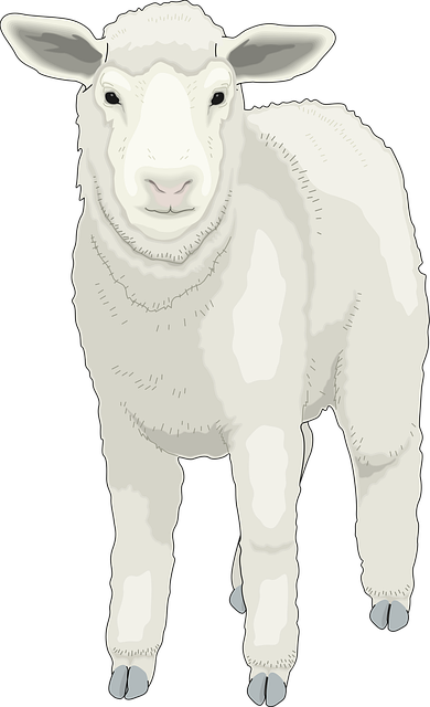 Free farm sheep front vector
