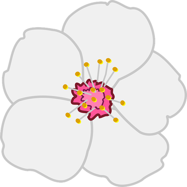 Mandel, Natur, Blomst, Hvid, Kronblade