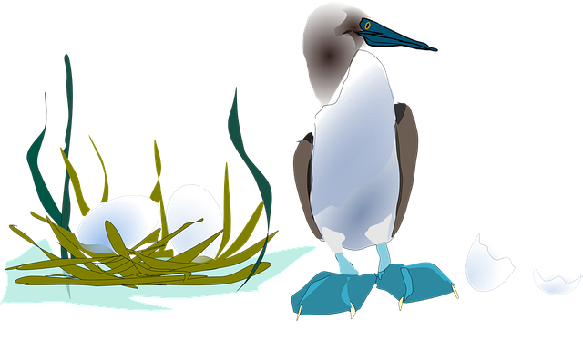 Free booby seabird waterfowl vector