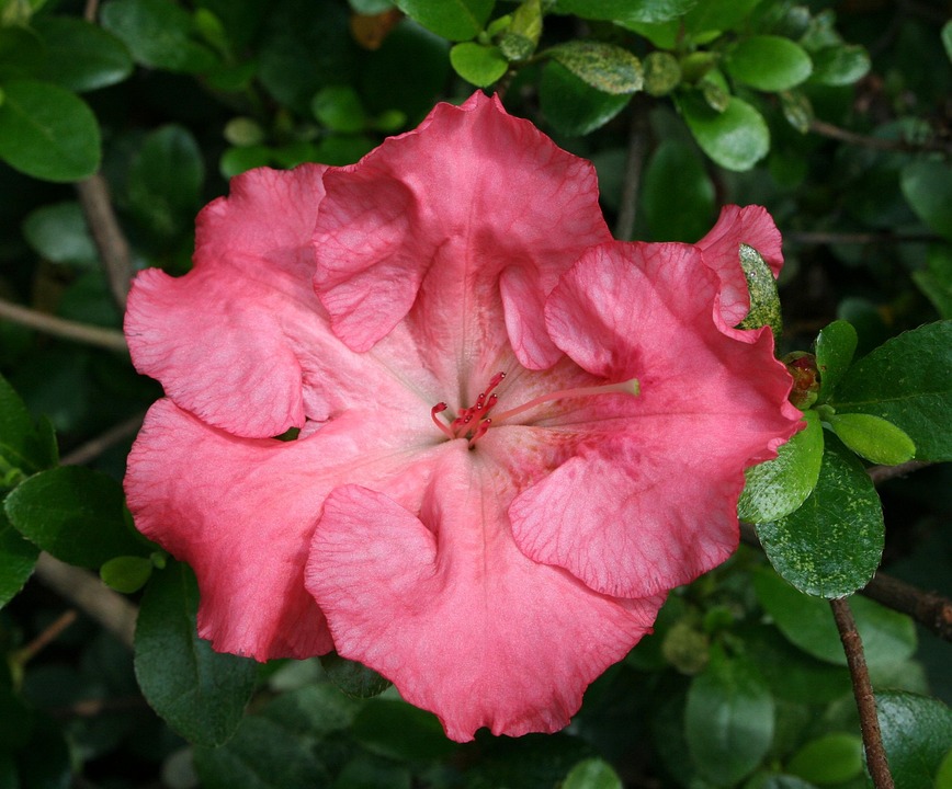 Azalee Blume Blüte - Kostenloses Foto auf Pixabay - Pixabay