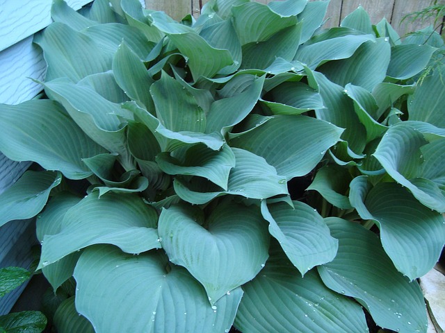 Free Hostas Blue Hostas photo and picture