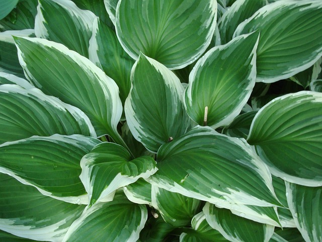 Free Hosta Shade photo and picture