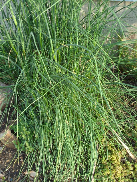 chives, kitchen spice, spice, nature, plant, natural, botanical, organic, stem, botany, herb, agriculture, outdoors, environment, horticulture, vegetation, green kitchen
