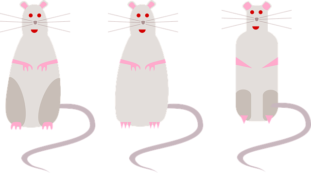 Free rats mice rodents vector