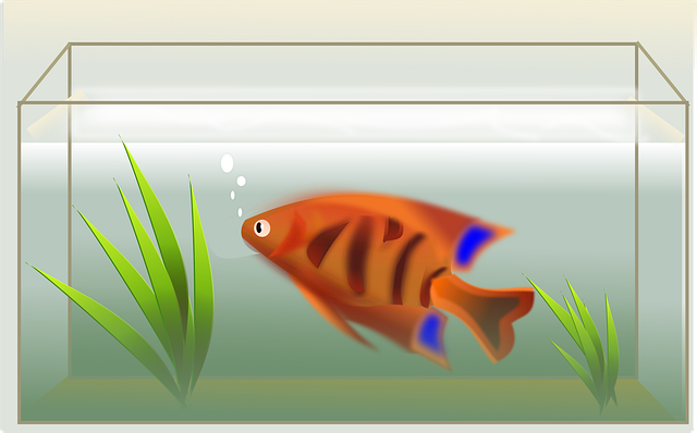 Free fish tank swimming illustration