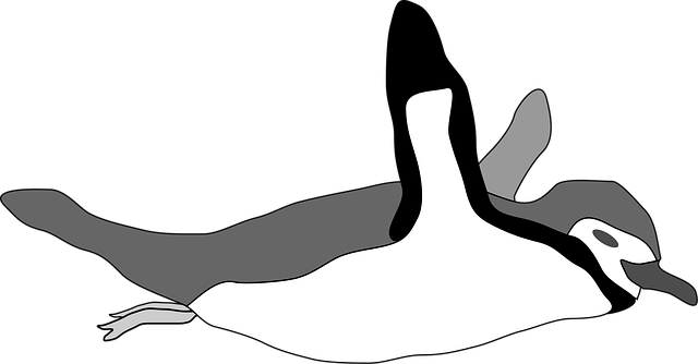 Free penguin swimming bird illustration