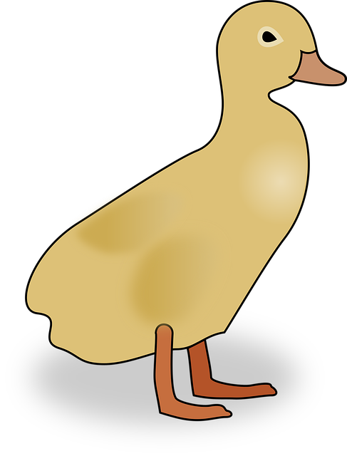 Free duckling duck baby illustration