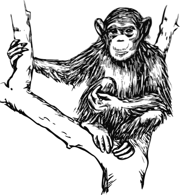Free chimpanzee tree branches vector