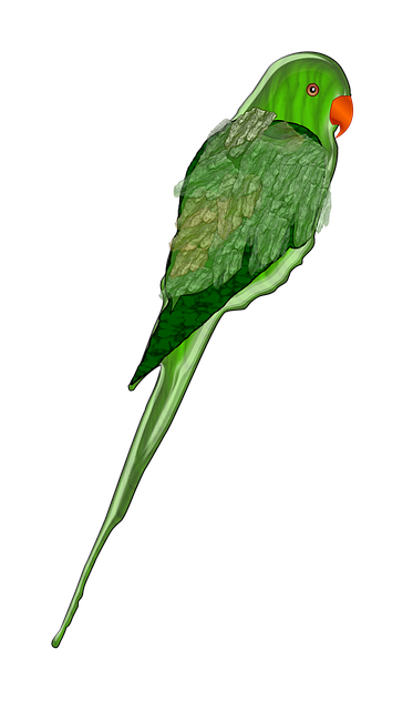 Papegaai, Natuur, Groente, Vogel