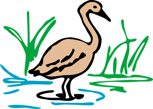 Brown, And, Gås, Fugl, Vannfugler